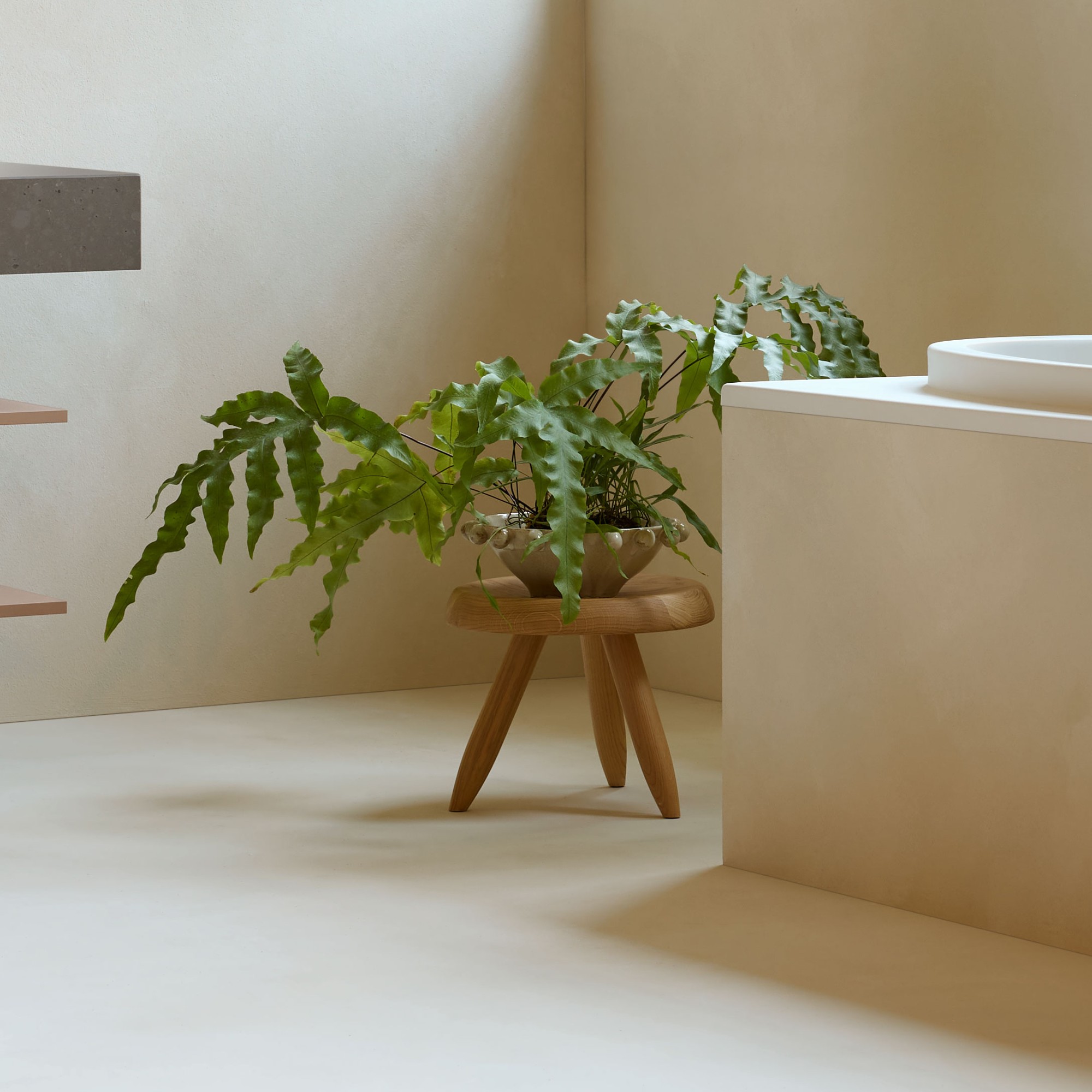 Nahaufnahme einer Topfpflanze