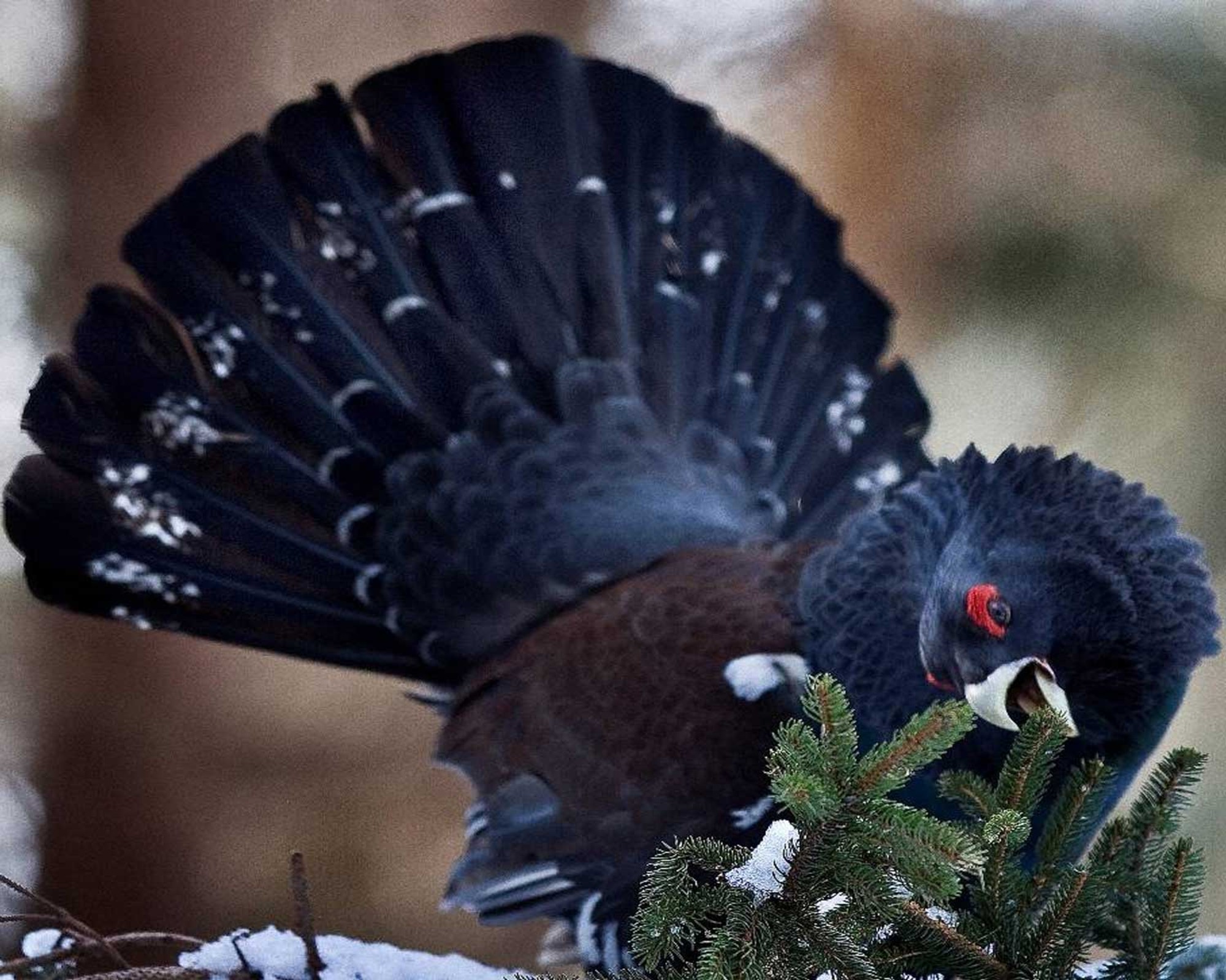 Ein Auerhuhn, das Nadeln frisst. © Erich Marek