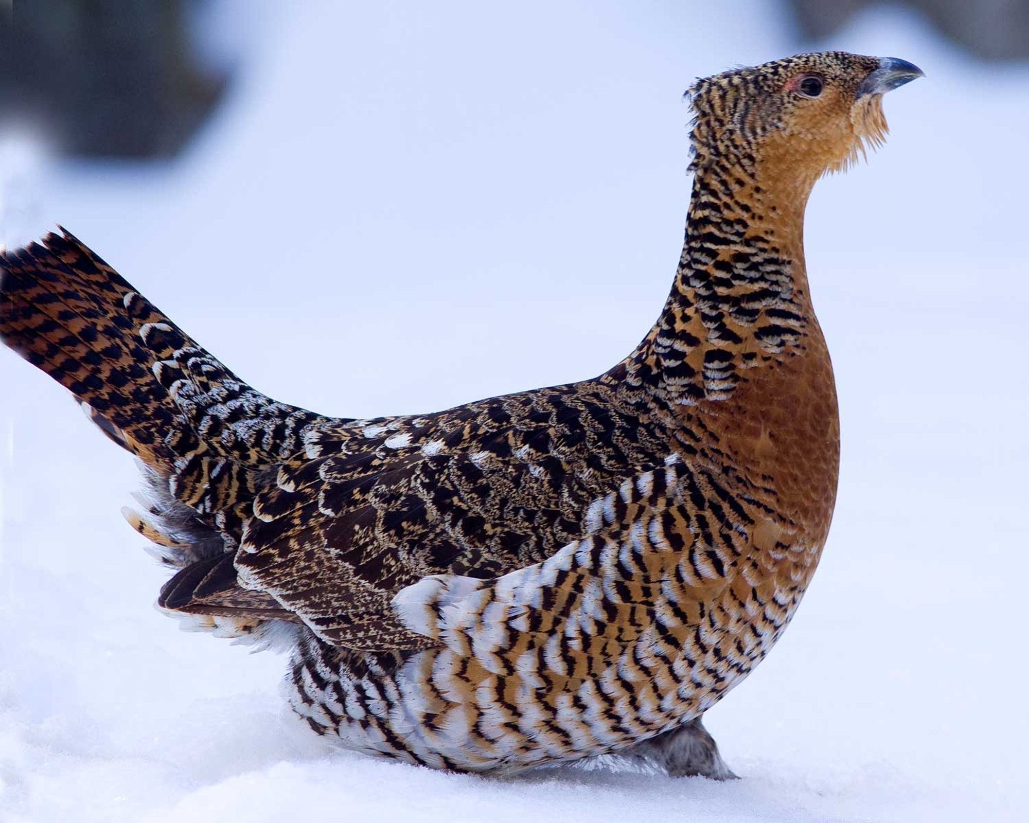 Auerhuhn mit dickem Federkleid im Schnee. © Erich Marek