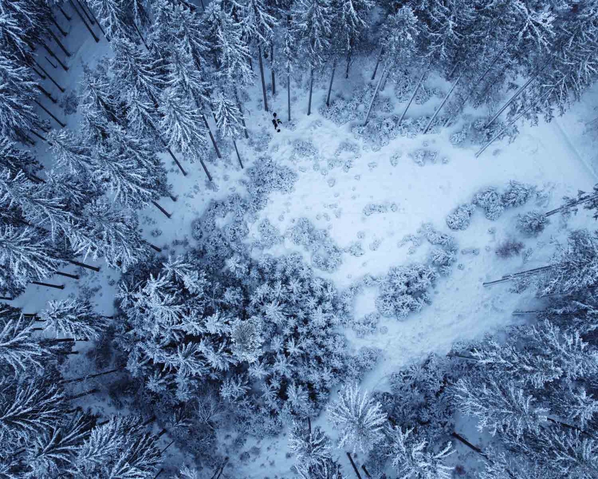 Nadelwald im Winter von oben. © Zeno Bader