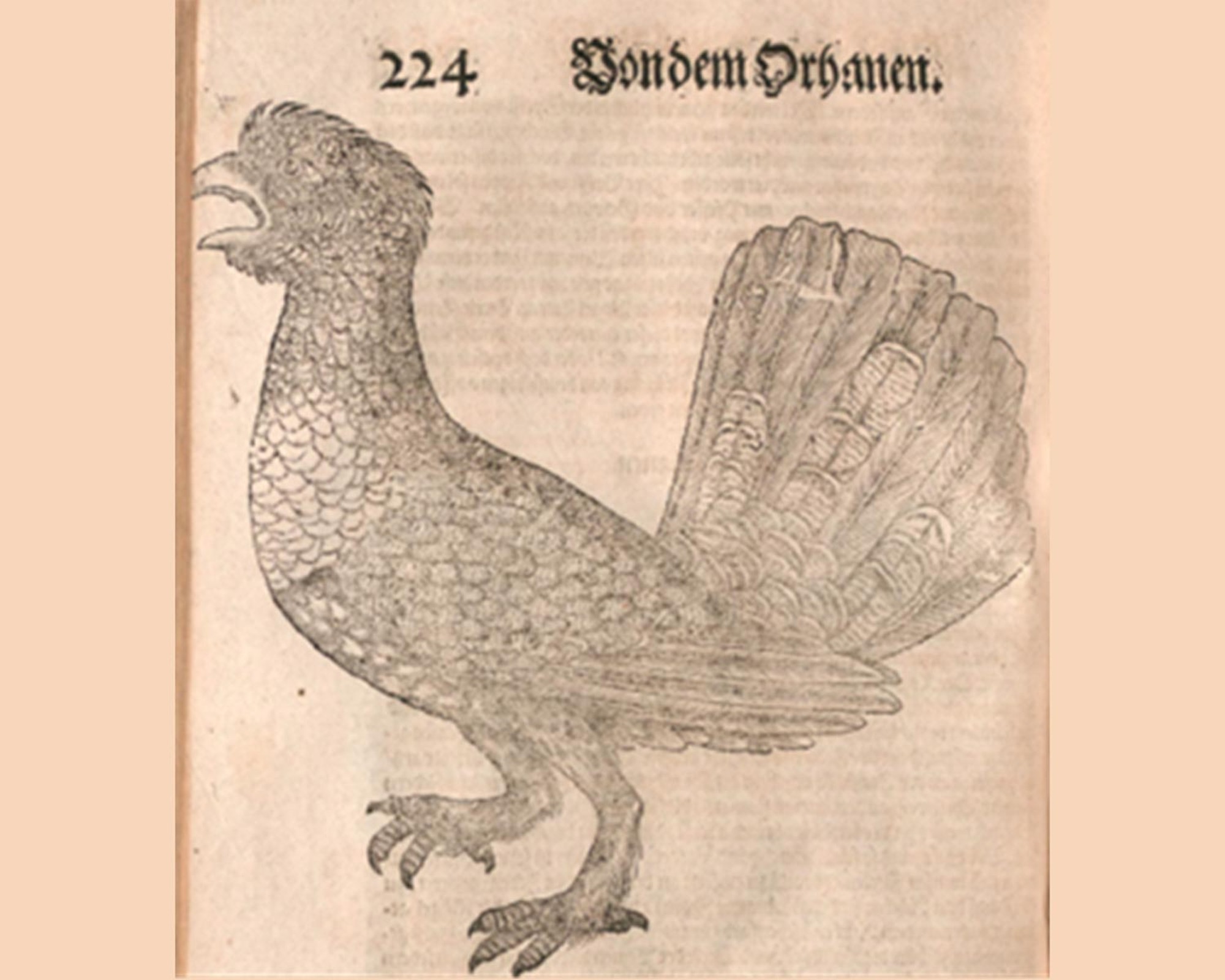 Illustration eines Auerhuhns in einem alten Buch.