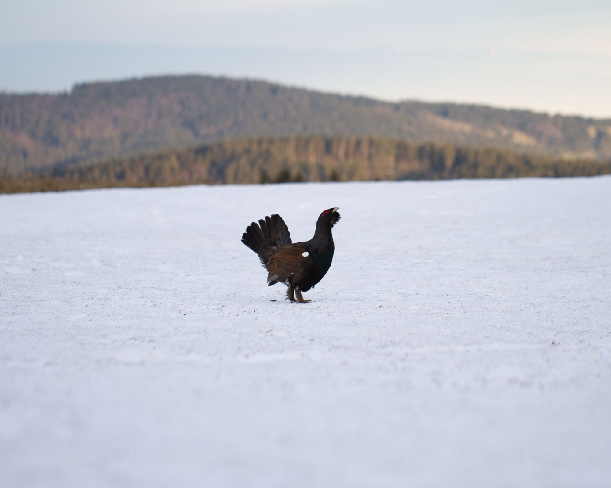 Auerhuhn auf einem weitläufigen Schneefeld. © Michael Rüttiger