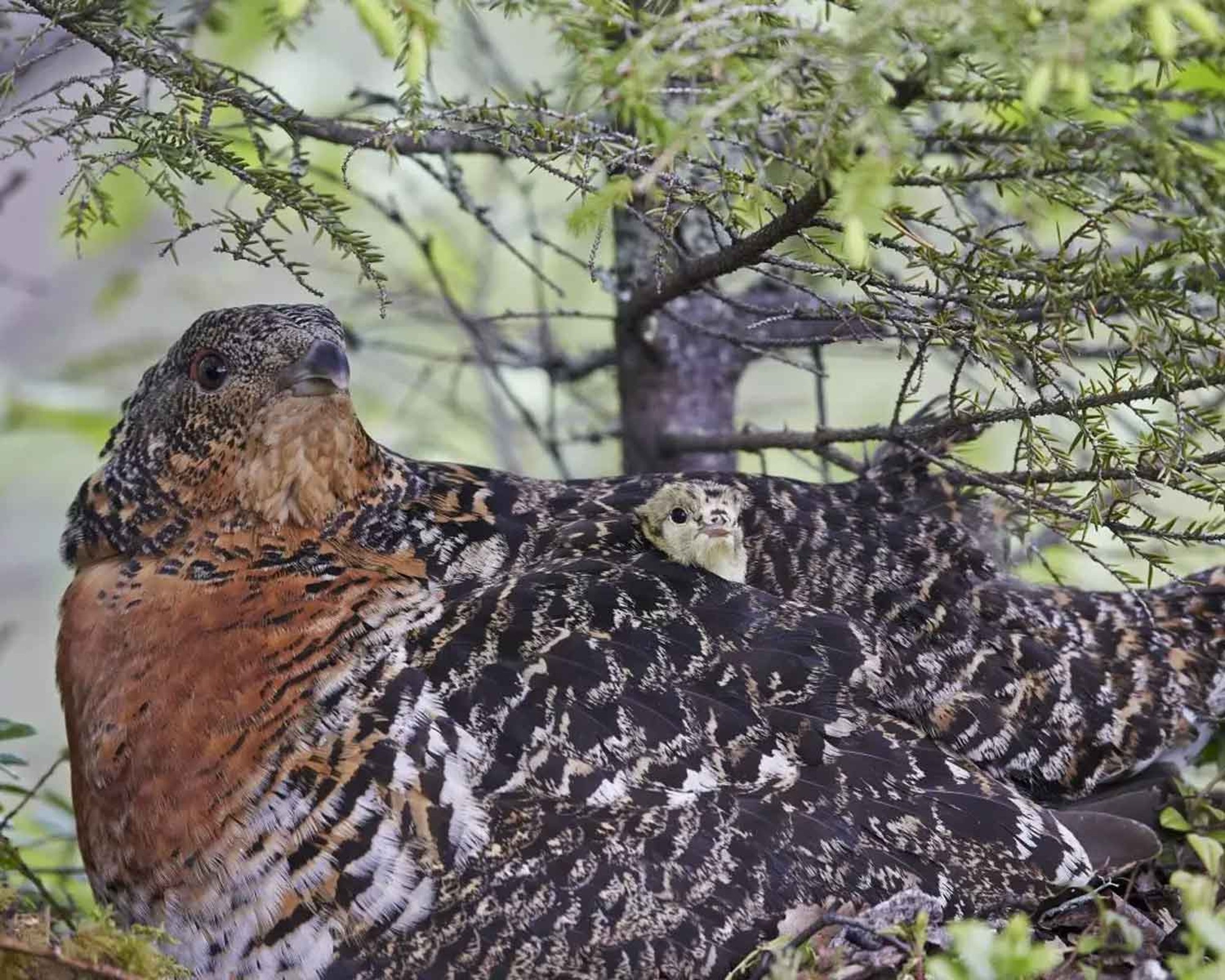 Auerhenne mit Auerhuhn-Küken in ihrem Federkleid. @ Markus Varesvuo