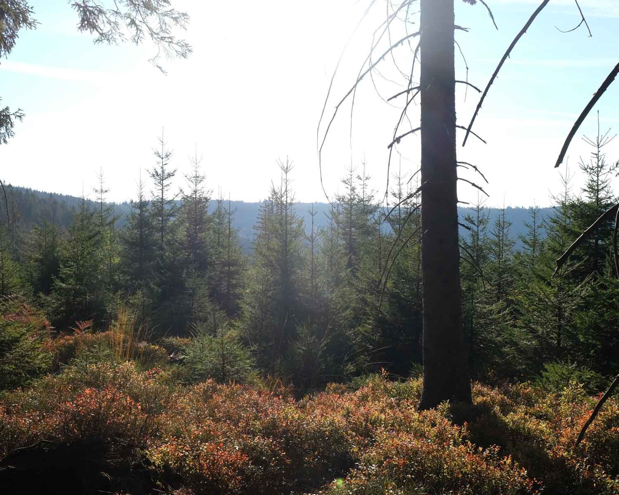 Ausblick auf den Schwarzwald. @ Matthias Mohaupt