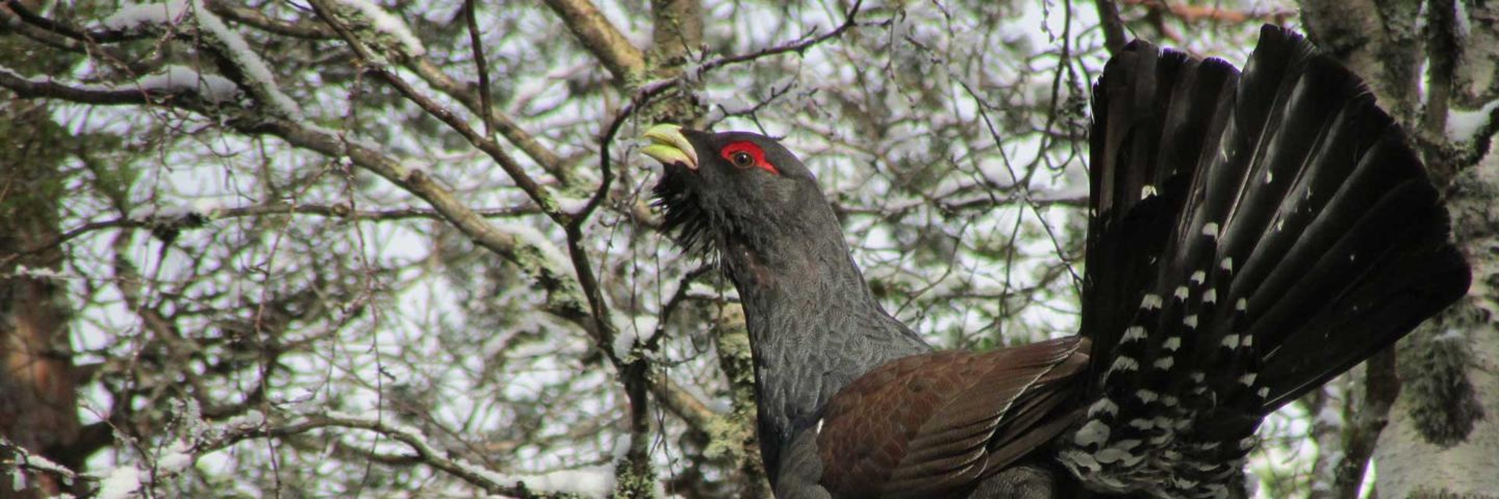 Auerhuhn in einer Baumkrone. © Joy Koppes