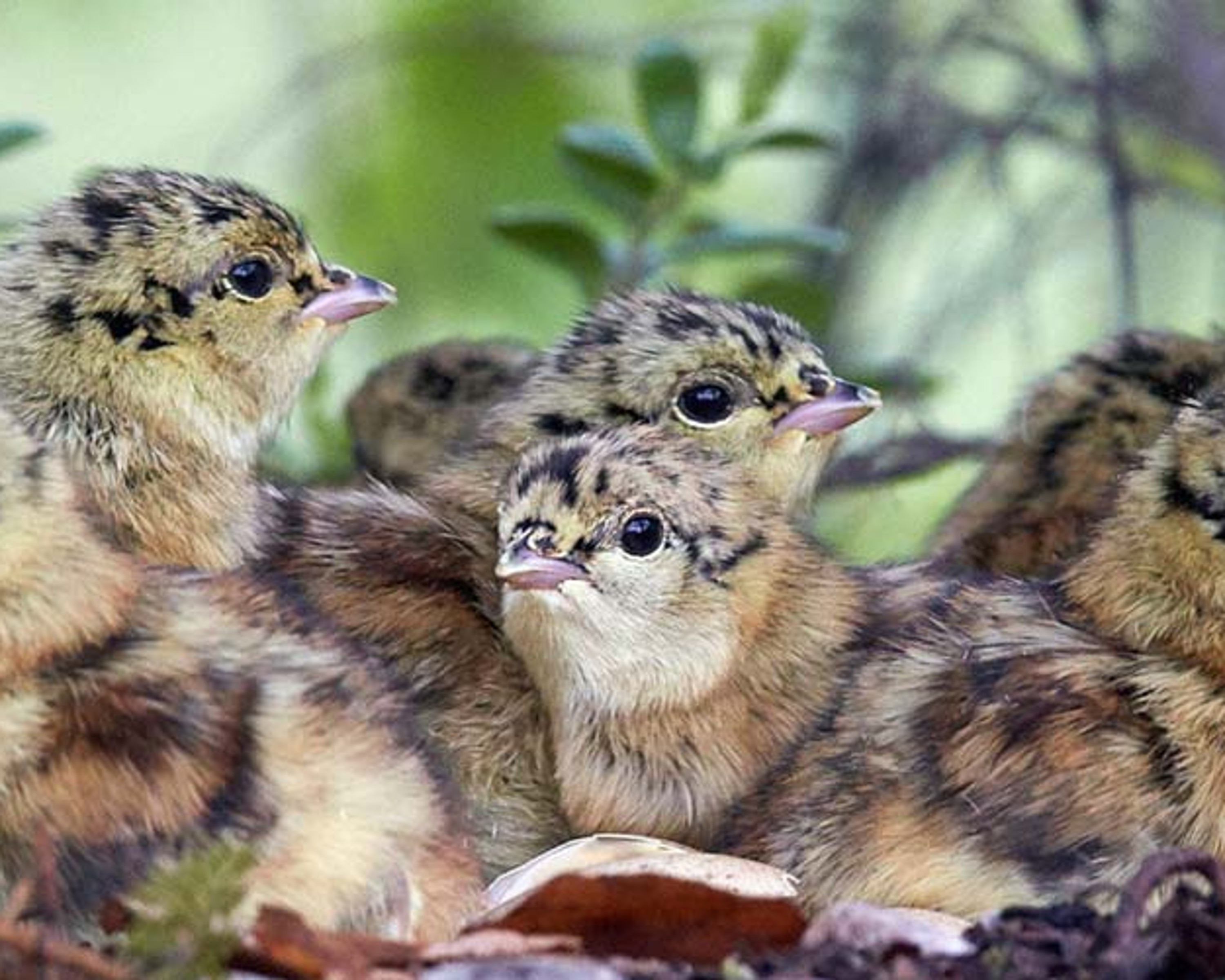 Mehrere Auerhuhn-Küken. © Markus Varesvuo
