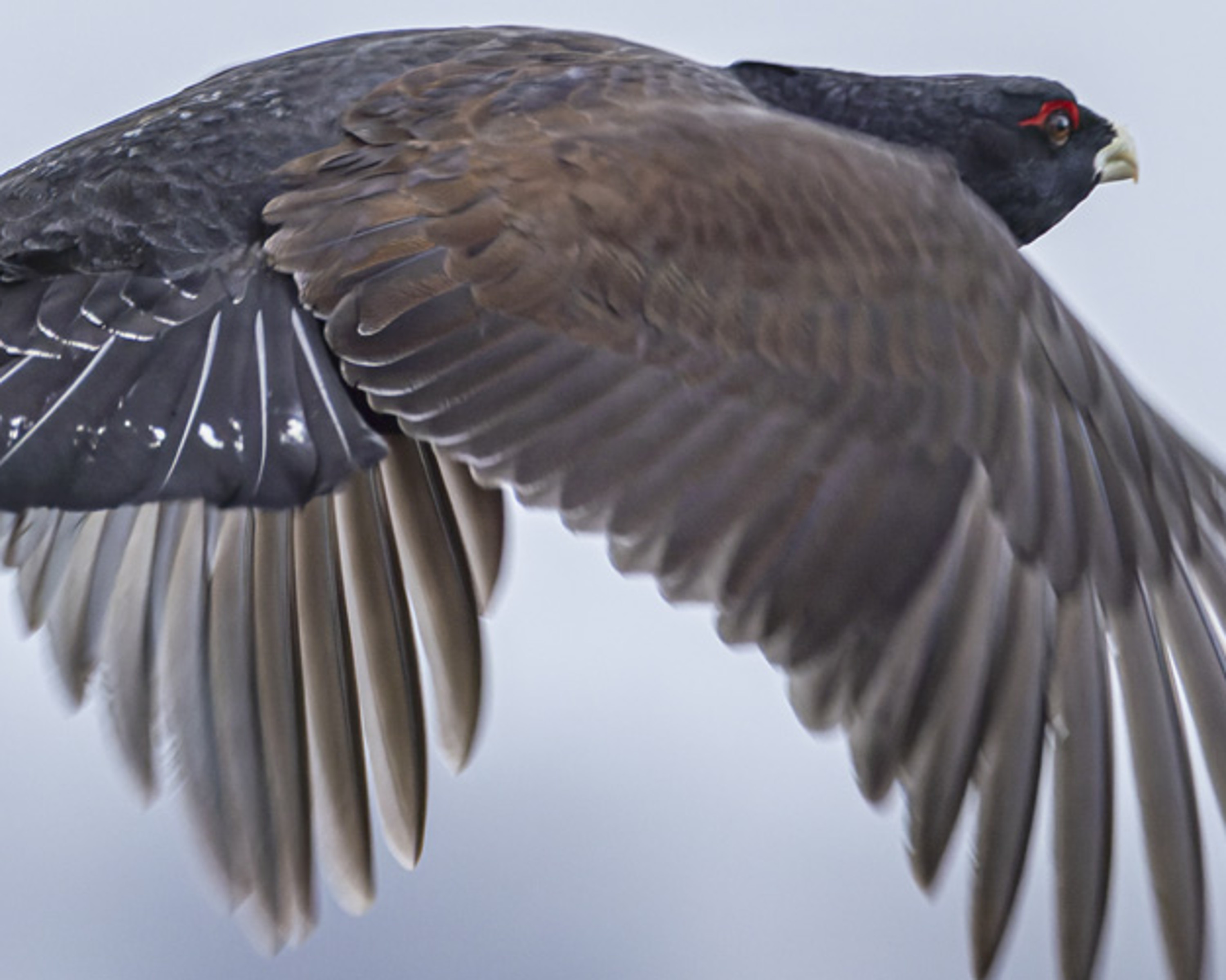 Ein fliegendes Auerhuhn. © Sebastian Schröder-Esch