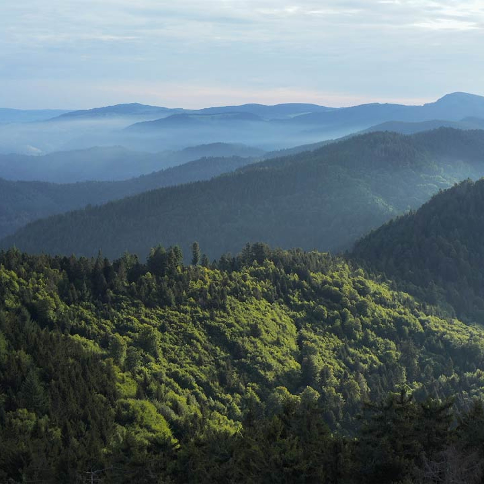 Wälder bedeckte Berglandschaft
